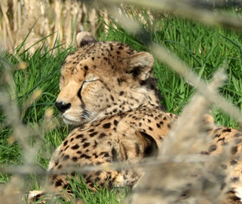 The start of our Cheetah Safari