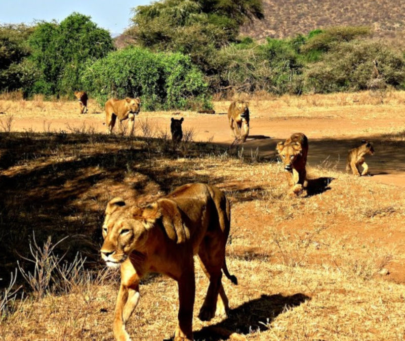 Samburu Game Drives