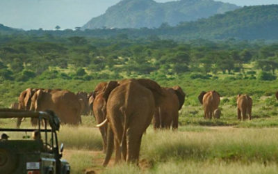 Masai Mara Game Drives