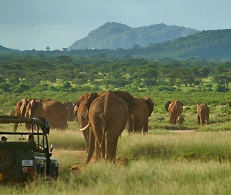 Masai Mara Game Drives