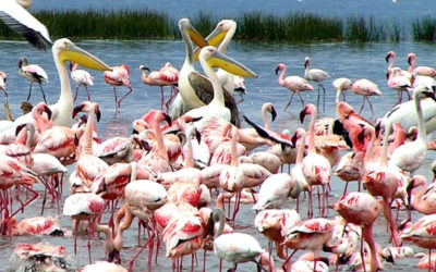 The Rift Valley Lake Nakuru and Lake Naivasha