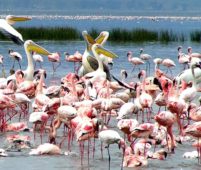 The Rift Valley Lake Nakuru and Lake Naivasha