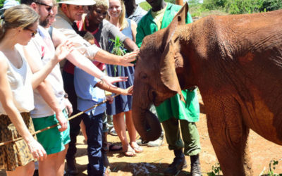 David Sheldrick Wildlife Trust