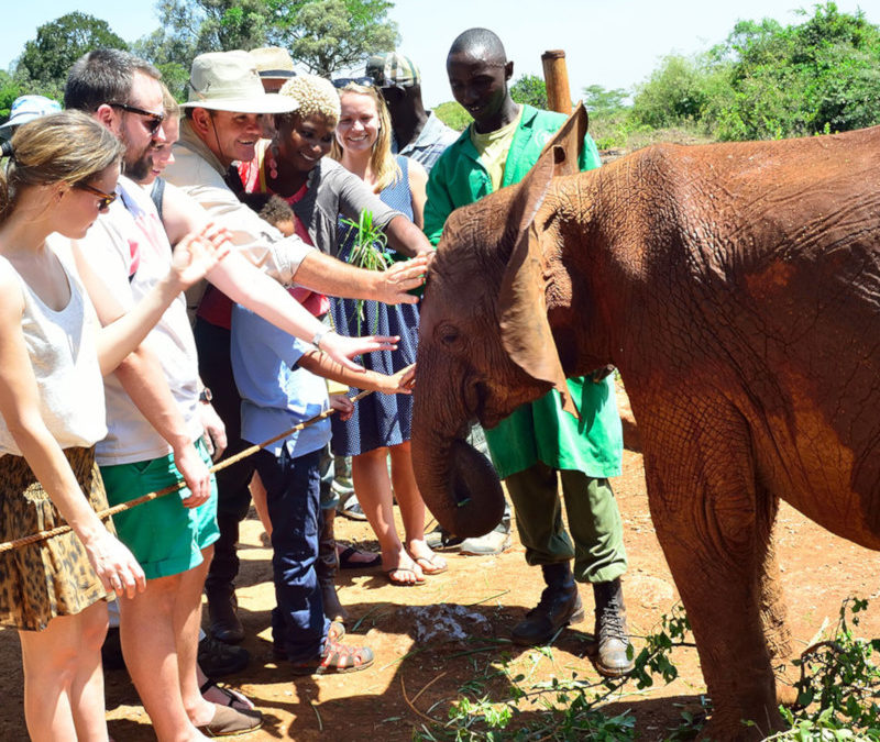 David Sheldrick Wildlife Trust